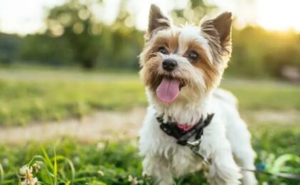 Biewer Terrier