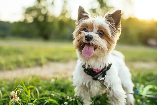 Biewer Terrier