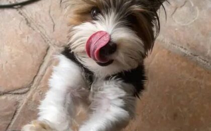 Biewer Terrier Dogs for Sale
