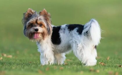 Biewer Terrier Puppy