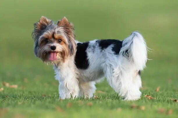 Biewer Terrier Puppy