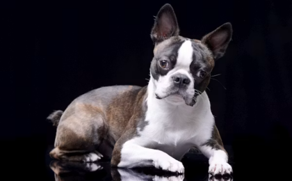 Biewer Terrier Puppy for Sale