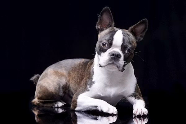 Biewer Terrier Puppy for Sale