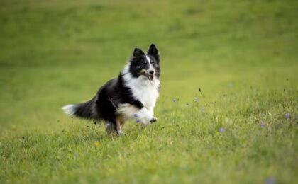 Miniature American Shepherd Dog