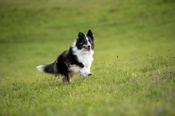 Miniature American Shepherd Dog