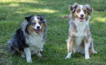 Miniature American Shepherd Buy