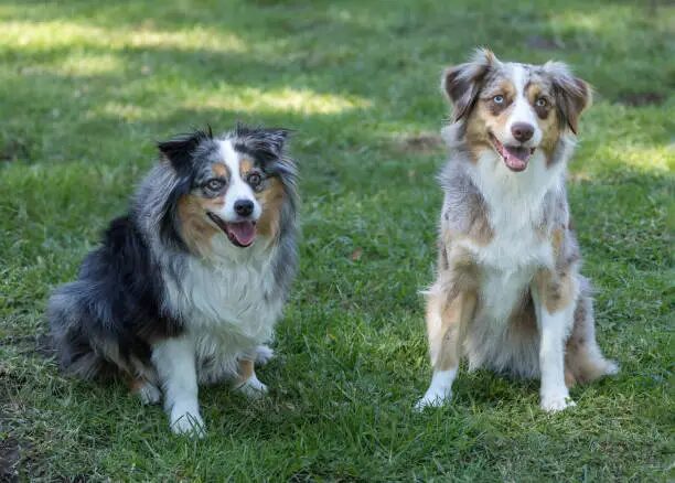 Miniature American Shepherd Buy