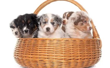 Miniature American Shepherd Puppies for Sale