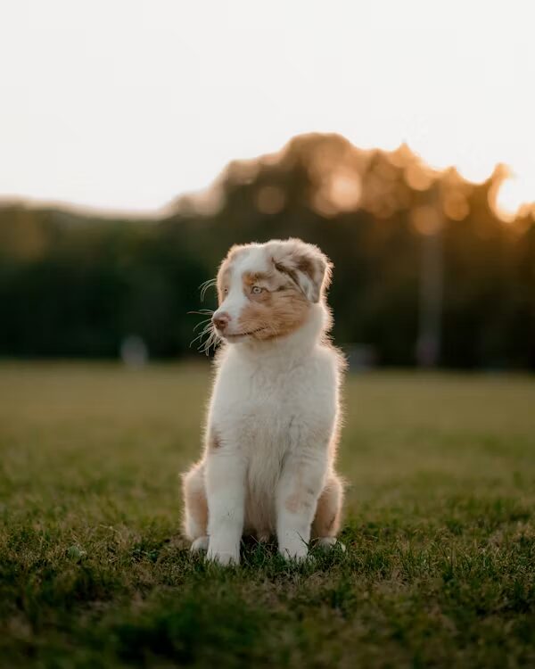 Miniature American Shepherd Breeders