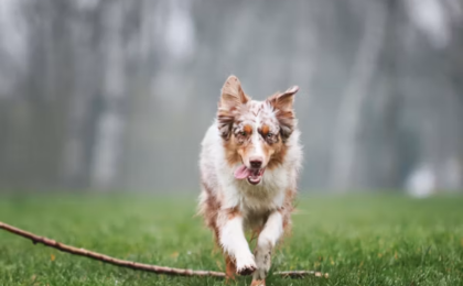 Miniature American Shepherd vs Miniature Australian Shepherd