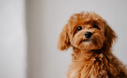 Hypoallergenic Dogs