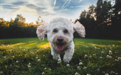 Breeders of Hypoallergenic Dogs