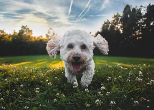 Breeders of Hypoallergenic Dogs