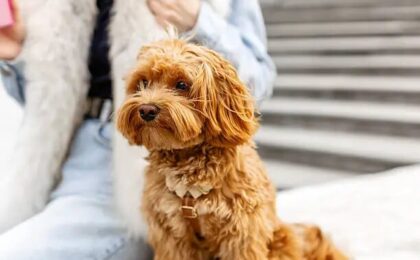 Hypoallergenic Dogs Poodle