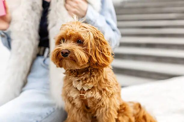 Hypoallergenic Dogs Poodle