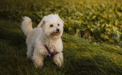 Poodles Hypoallergenic Dogs