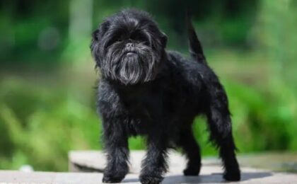Affenpinscher
