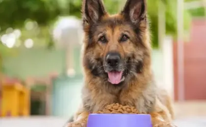 Best Dog Food for German Shepherds