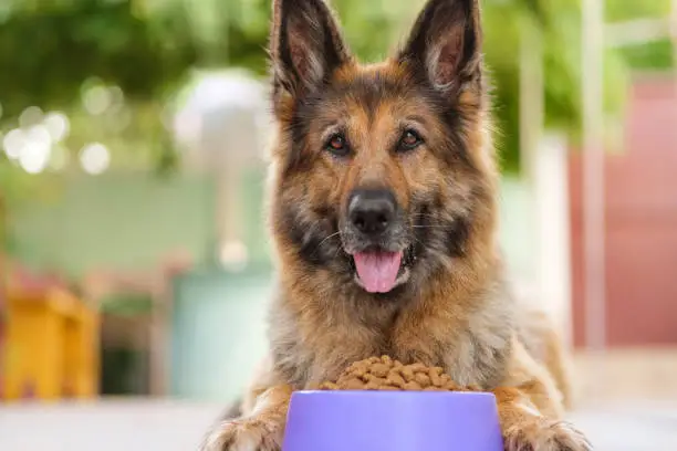 Best Dog Food for German Shepherds