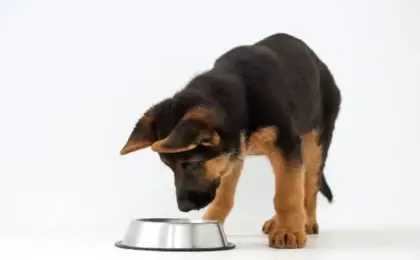 Best Dog Food for German Shepherds Puppy