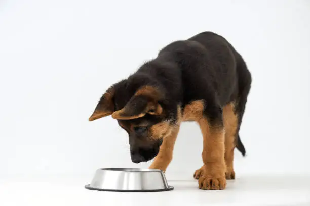 Best Dog Food for German Shepherds Puppy