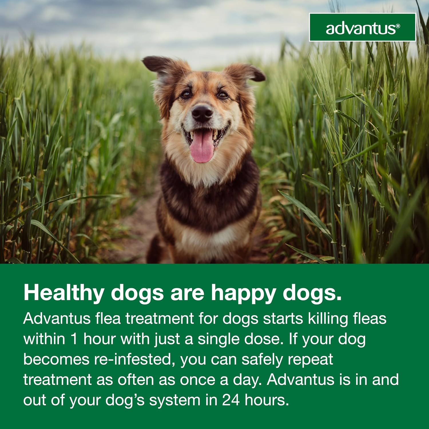 Dog Fast Acting Oral Flea Treatment Soft Chewable 4 - 22 lbs - Image 4