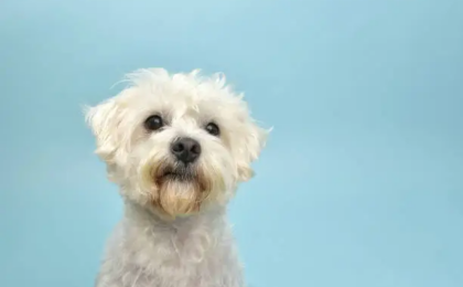 Epilepsy in Dogs