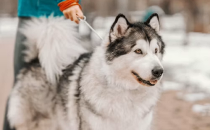 Alaskan Klee Kai Puppies for Sale