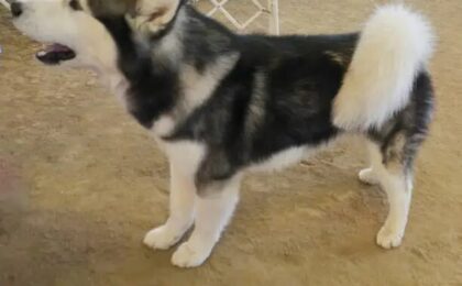 Alaskan Malamute Dog Food