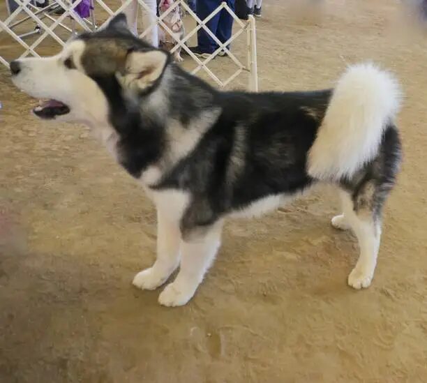 Alaskan Malamute Dog Food
