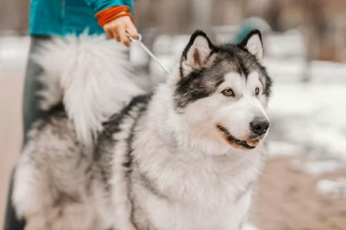 Alaskan Klee Kai Puppies for Sale