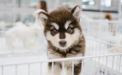 Alaskan Malamute Dog Puppy