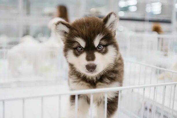 Alaskan Malamute Dog Puppy
