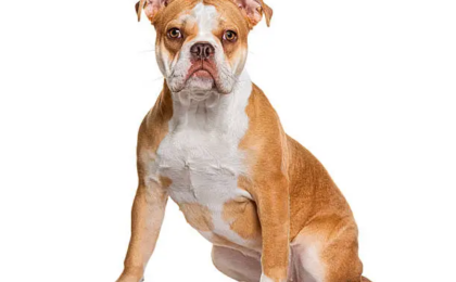 American Bulldog Dog