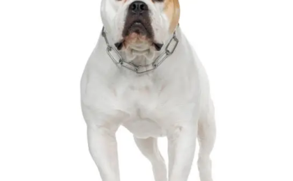 Food for American Bulldog