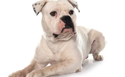 American Bulldog Puppy