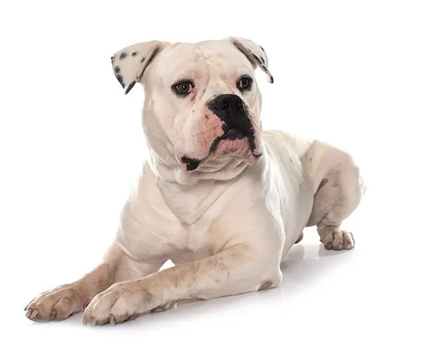 American Bulldog Puppy