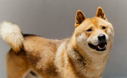 Akita the Dog