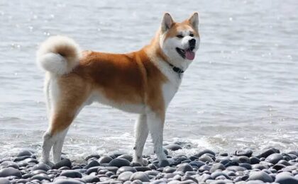 Akita Japanese Dogs