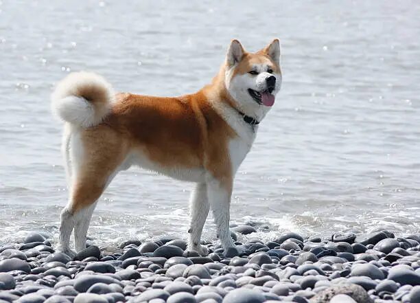 Akita Japanese Dogs