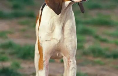 American English Coonhound Dog