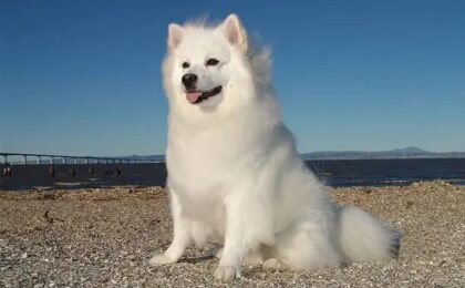 American Eskimo Dog Breeds