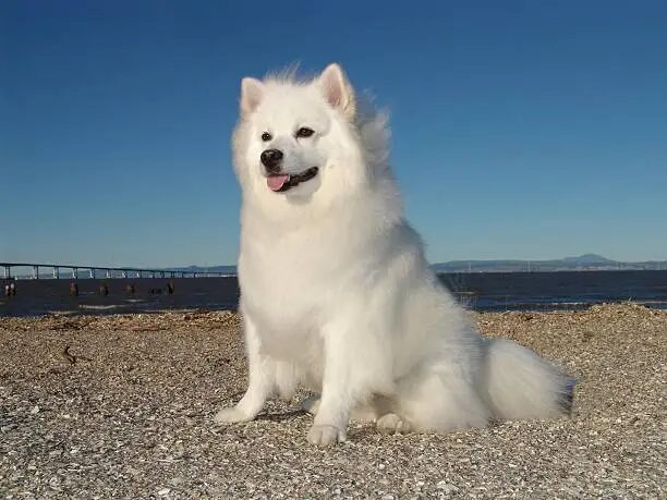 American Eskimo Dog Breeds