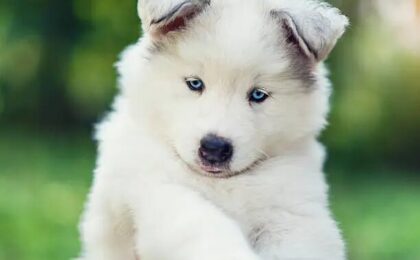American Eskimo Dog Puppy