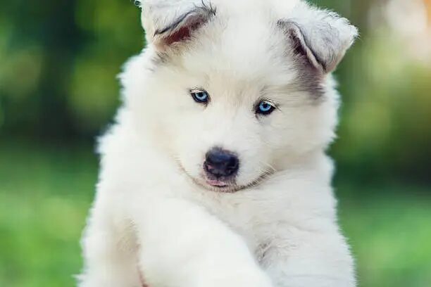 American Eskimo Dog Puppy