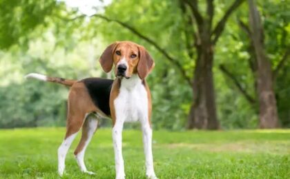 American Foxhound Dog