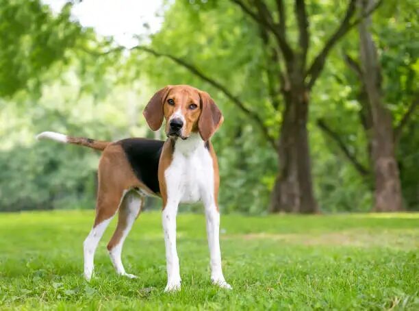 American Foxhound Dog