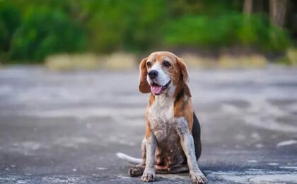 American Foxhound Puppy