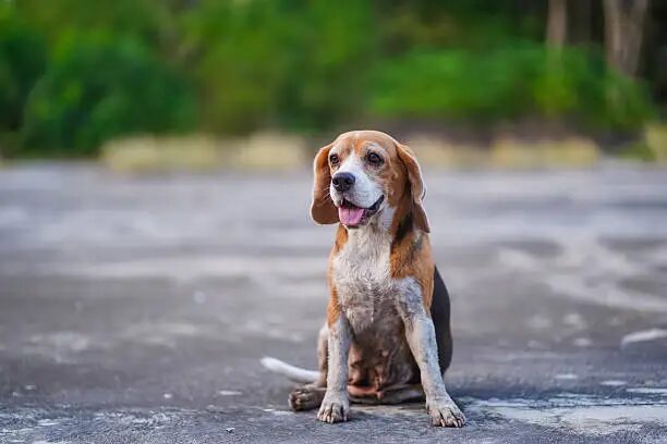 American Foxhound Puppy