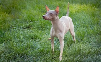 American Hairless Terrier Dog